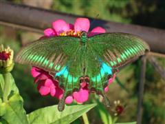 Butterfly on a flower